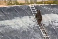 آتش نشانان میانه ای خرس‌های گرفتار شده در استخر پلیمری را نجات دادند