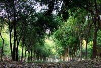 ۲۸۵ پارک و بوستان محله‌ای میزبان شهروندان تبریزی در روز طبیعت