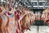 توزیع گوشت گوسفندی گرم تنظیم بازار در بین قصابان امین