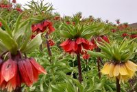 تزئین عروس کوه‌های ایران با گل افسانه‌ای+ تصاویر