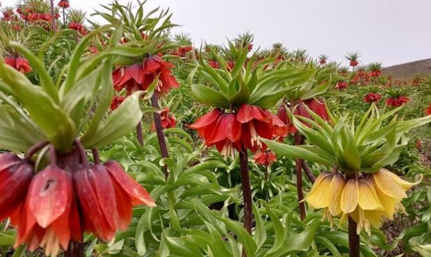 تزئین عروس کوههای ایران با گل افسانهای+ تصاویر تزئین عروس کوههای ایران با گل افسانهای+ تصاویر