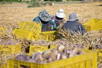 «تیمورلو» قطب تولید سیر ایران