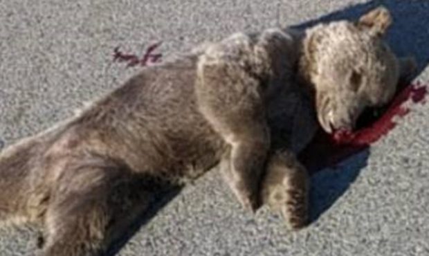 جرئیات مرگ یک قلاده خرس قهوهای در هوراند جرئیات مرگ یک قلاده خرس قهوهای در هوراند