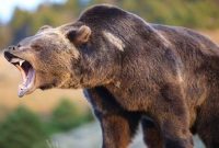 خرس ۳ نفر را در سراب راهی بیمارستان کرد