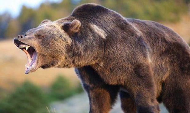 خرس ۳ نفر را در سراب راهی بیمارستان کرد خرس ۳ نفر را در سراب راهی بیمارستان کرد