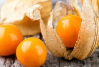 برداشت «گیلاسهای زمینی» گران قیمتترین میوه کشور+ تصاویر برداشت «گیلاسهای زمینی» گران قیمتترین میوه کشور+ تصاویر