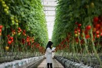 مجتمع گلخانه ای هوراند به زودی به سرمایه گذار واگذار می شود مجتمع گلخانه ای هوراند به زودی به سرمایه گذار واگذار می شود