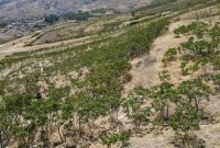 برداشت مرغوب ترین سماق ایران در شهرستان هوراند