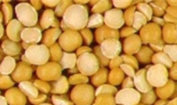 تولید ۹۹ درصد لپه مورد نیاز کشور در ۲۰۰ کارگاه آذرشهر